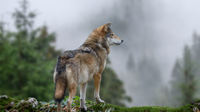 Ein Wolf schaut weg von der Kamera in einen nebeligen Wald.
