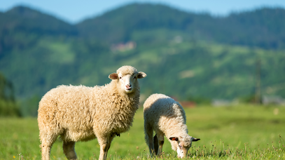 Zwei Schafe stehen auf einer grünen Weide. Eines schaut in die Kamera, während das andere Gras frisst.