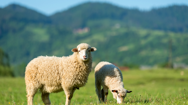 Zwei Schafe stehen auf einer grünen Weide. Eines schaut in die Kamera, während das andere Gras frisst.