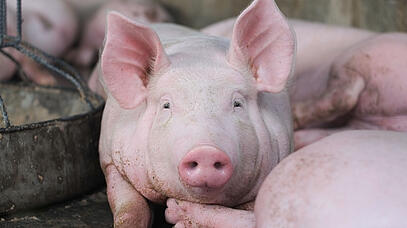 Schwein