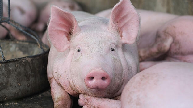 Schwein