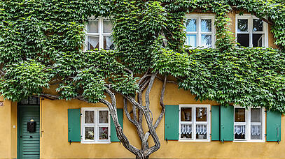 Hausfassade mit Efeu