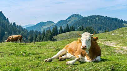 Kuh liegt auf Weide, Berge im Hintergrund