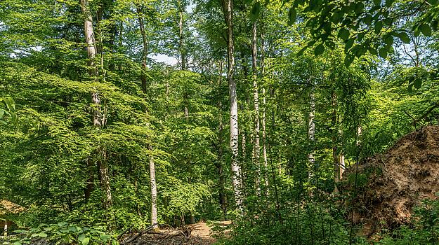 Wald
