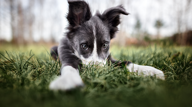 Ein Hund liegt im Gras und schaut in die Kamera.
