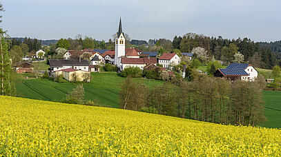 Hinter einem Rapsfeld stehen einige Häuser sowie eine Kirche. 