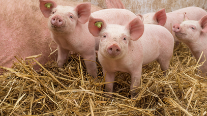 Ein Ferkel steht nahe an einer Sau. Im Hintergrund liegen weitere Ferkel.