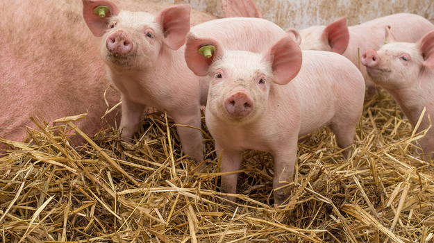 Ein Ferkel steht nahe an einer Sau. Im Hintergrund liegen weitere Ferkel.