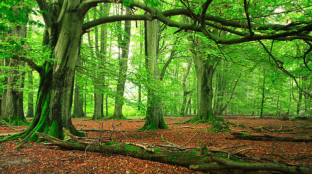 Wald