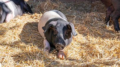 Schwein in Stroh