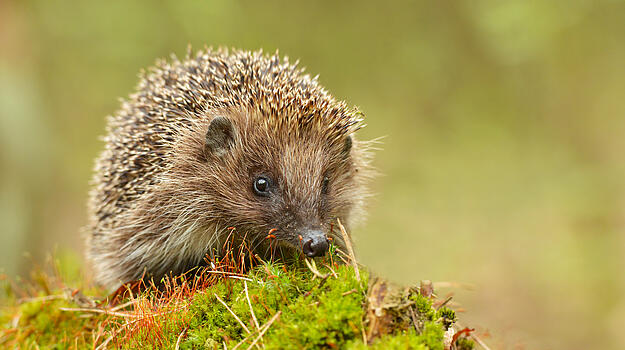 Ein Igel sitzt auf einem kleinen Mooshügel.