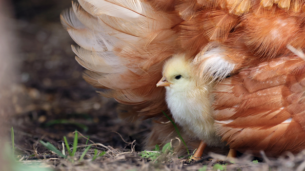 Ein Küken versteckt sich im Federkleid unter dem Flügel seiner Mutter. 