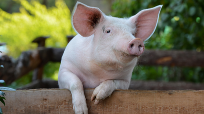 Schwein schaut über Zaun