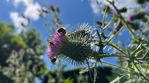 Biene, die auf einer Blume landet